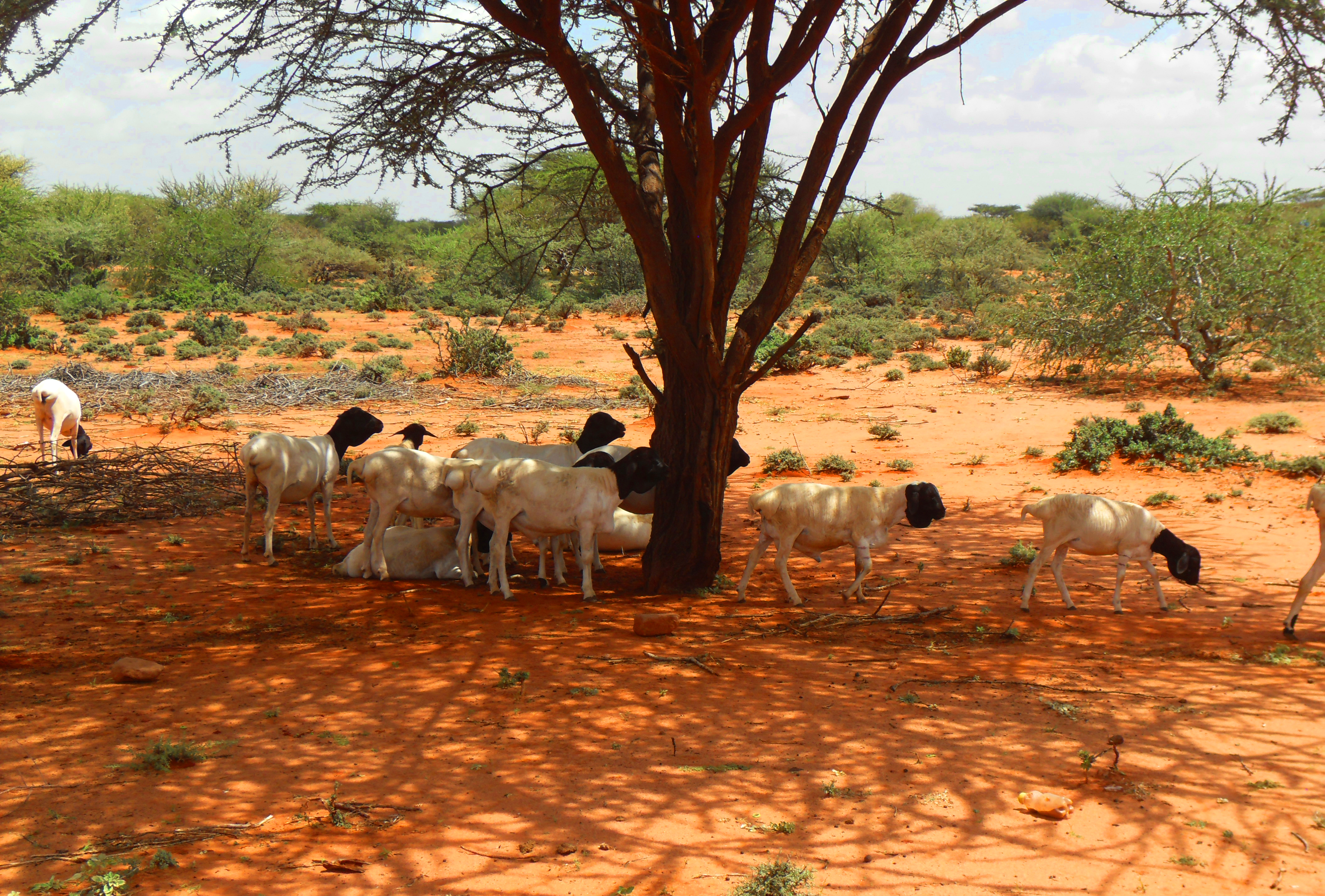 Drought in Somalia: Context, Vulnerability, and Solutions