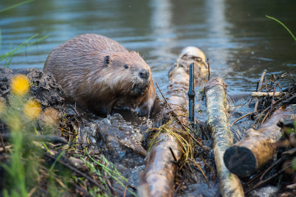 A beaver with its dam