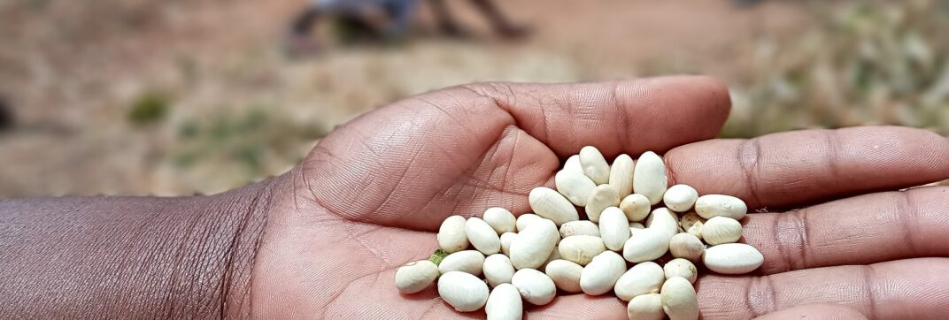 How forgotten beans could help fight malnutrition