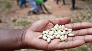 How forgotten beans could help fight malnutrition
