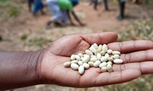 A fresh harvest of beans in a person's hand